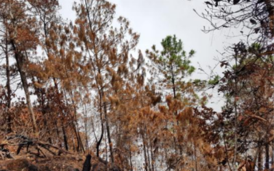 Evaluación de daños provocados por Incendio Forestal ubicado en la Cuenca del Rio Danto